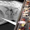 43 calzini nello stomaco di un cane: radiografia