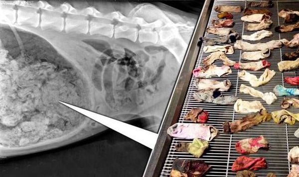 43 calzini nello stomaco di un cane: radiografia