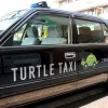 turtle-taxi 1