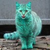 gatto verde Varna Bulgaria 1