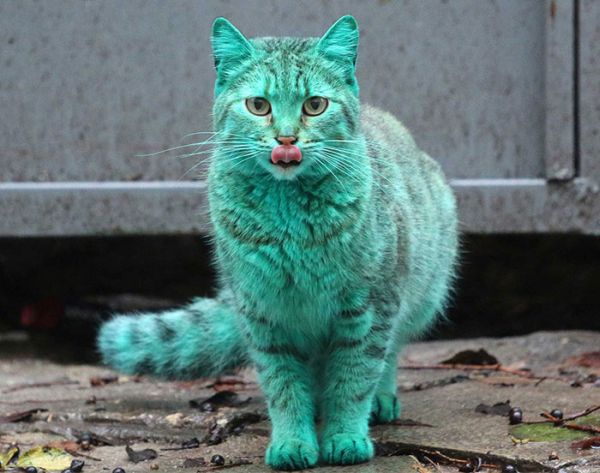 gatto verde Varna Bulgaria 1