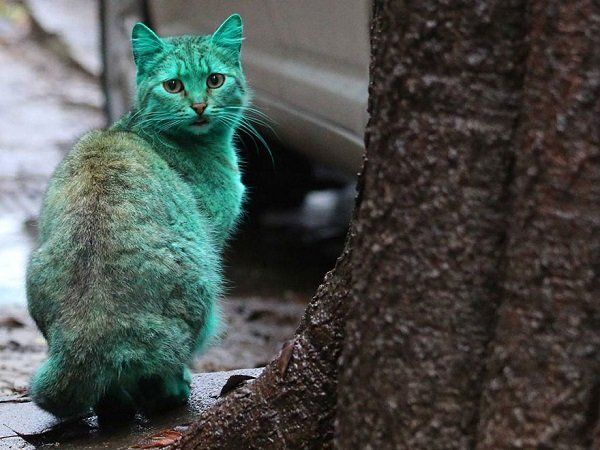 gatto verde Varna Bulgaria 3