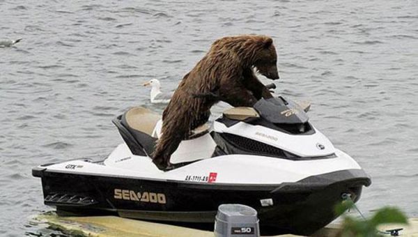 orso in acquascooter