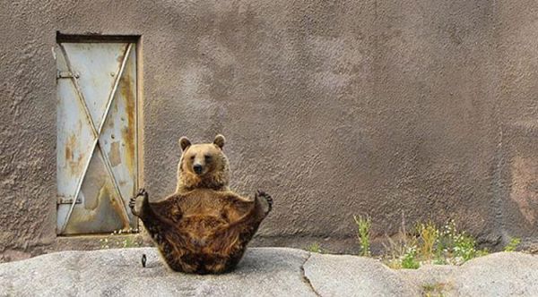 orso che fa ginnastica