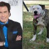 Boof cane sosia di John Travolta