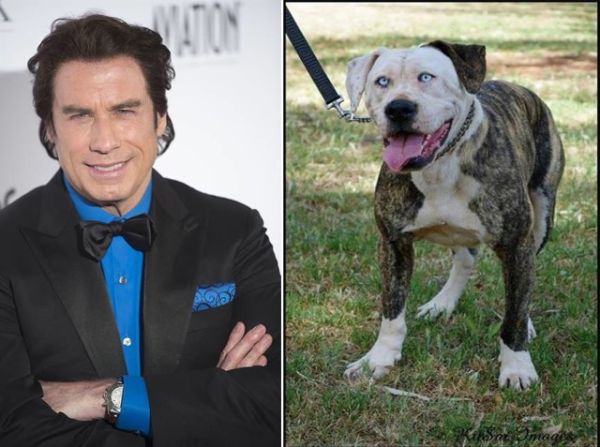 Boof cane sosia di John Travolta