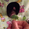 Dexter: il topo che odia i broccoli