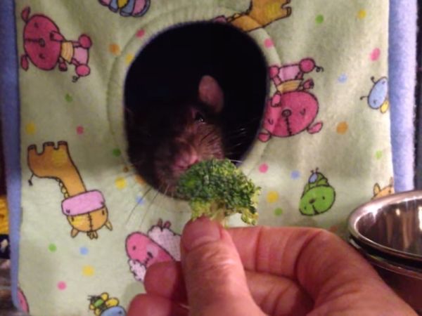 Dexter: il topo che odia i broccoli