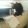 gatto e stampante