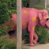 pink elephant prank