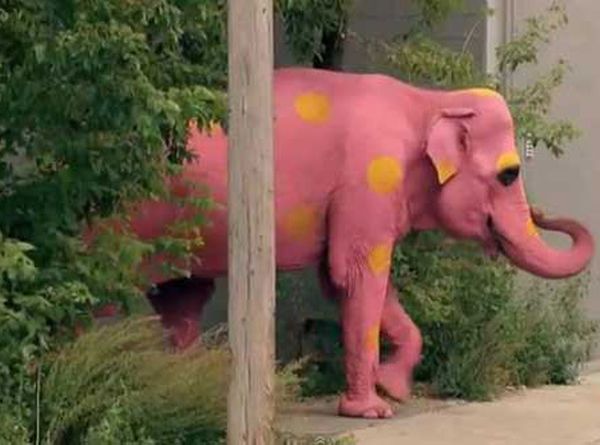 pink elephant prank