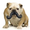 moustache masticabile