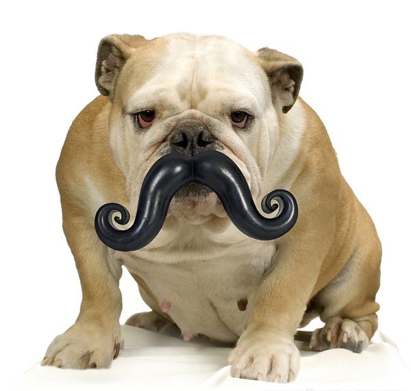moustache masticabile
