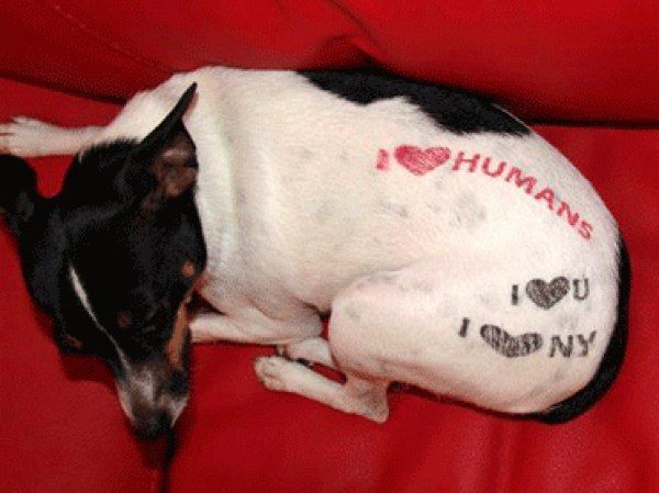 tatuaggi per cani