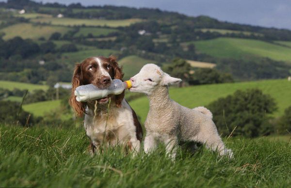 cane baby-sitter di agnelli