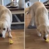 golden retriever assaggia un limone