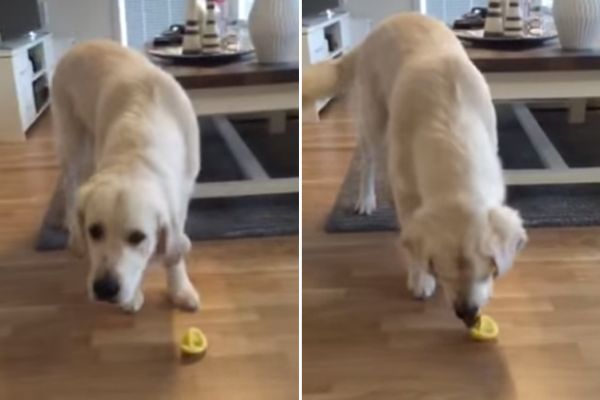 golden retriever assaggia un limone