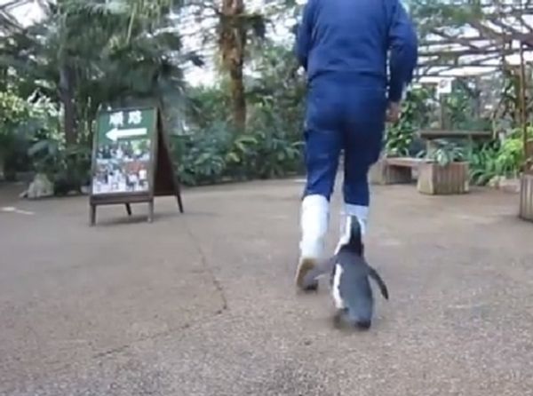 Sakura il pinguino-stalker