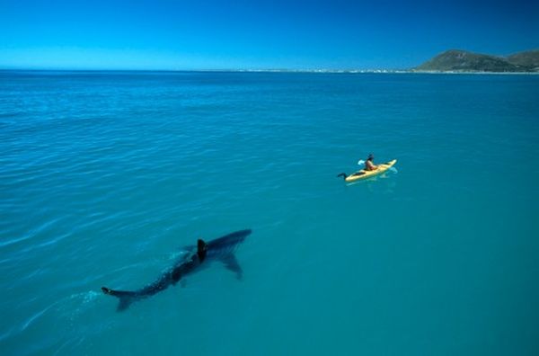 squalo che insegue una canoa