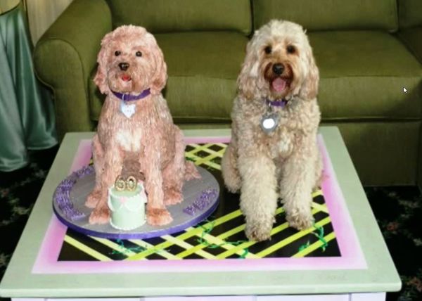 torta a forma di cane per il compleanno di un barboncino